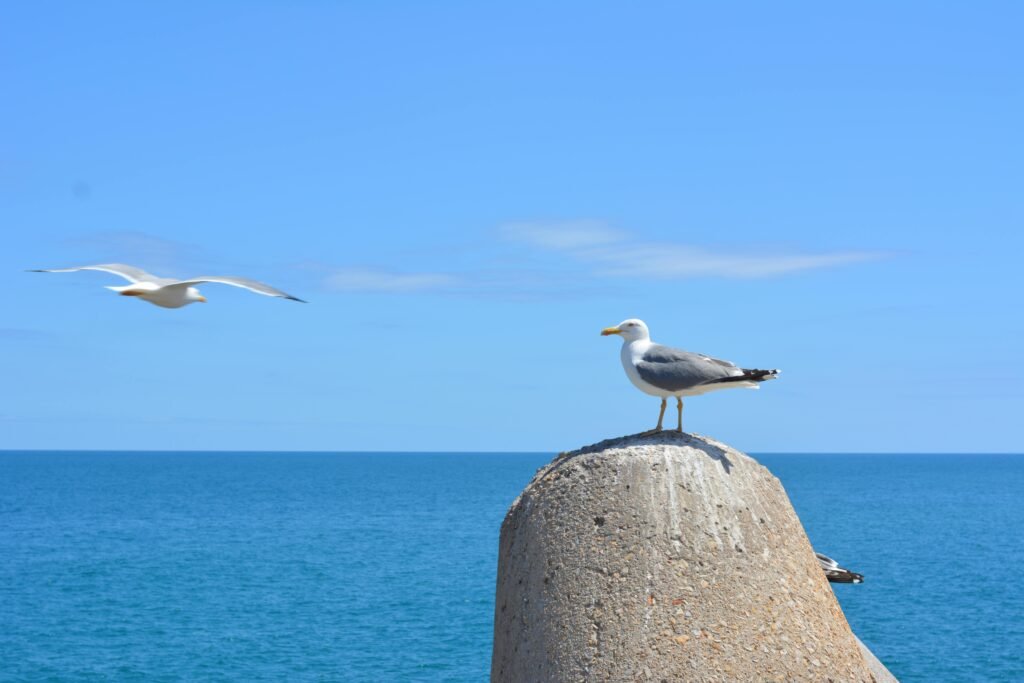 Two seagulls by the ocean in Al Hoceima, Morocco, with clear blue skies.